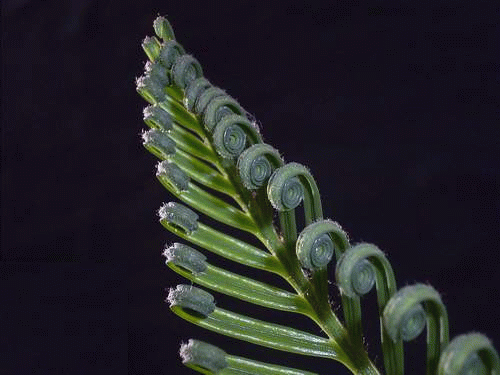 klein.GIF (95046 Byte)